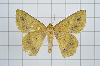 <i>Herochroma cristata</i> Species of moth