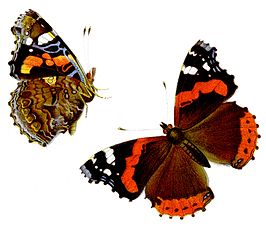 Atalanta (vlinder)