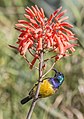 * Nomination Variable sunbird (Cinnyris venusta falkensteini) male --Charlesjsharp 21:04, 31 May 2021 (UTC) * Promotion Very good, and as with the other one, please add the category for the plant if you can get an identification. -- Ikan Kekek 16:34, 1 June 2021 (UTC)