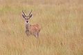 * Nomination Pampas deer (Ozotoceros bezoarticus) at Parque Nacional da Serra da Canastra, MG, Brazil. By User:Nortondefeis --DarwIn 19:46, 2 June 2016 (UTC) * Promotion Broken coordinates. --A.Savin 18:05, 3 June 2016 (UTC) @A.Savin: Fixed--DarwIn 18:47, 3 June 2016 (UTC) OK now. --A.Savin 00:23, 4 June 2016 (UTC)