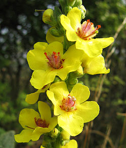 Tummatulikukan Verbascum nigrum kukkia.