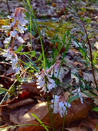 <i>Vicia caroliniana</i> Species of legume