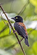 Vieillot's black weaver (Ploceus nigerrimus castaneofuscus) male.jpg