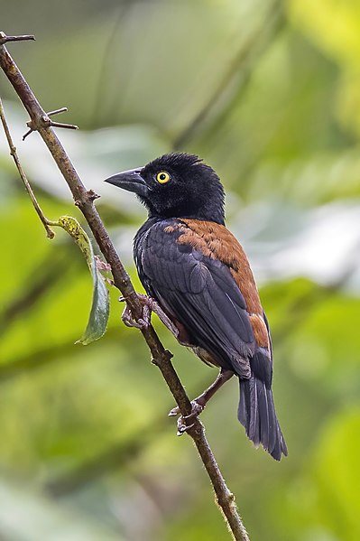 File:Vieillot's black weaver (Ploceus nigerrimus castaneofuscus) male.jpg