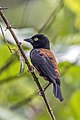 * Nomination Vieillot's black weaver (Ploceus nigerrimus castaneofuscus) male --Charlesjsharp 21:57, 5 December 2021 (UTC) * Promotion  Support Good quality. --Ermell 08:47, 6 December 2021 (UTC)