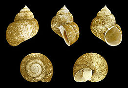 Viviparus cebuensis ssp. boholensis, Shell