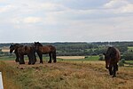 Miniatuur voor Bestand:Vollezele Congoberg met trekpaarden.jpg