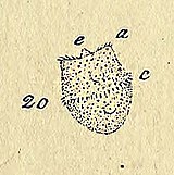 Vorticella nasuta, from O. F. Muller, 1786 Vorticella nasuta from Muller.jpg