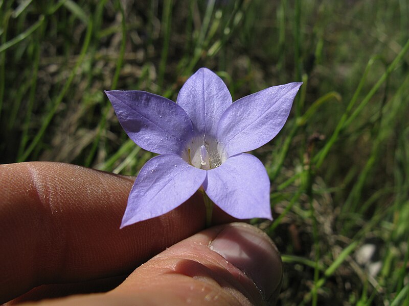 File:Wahlenbergia stricta flower10 Albury SWS - Flickr - Macleay Grass Man.jpg