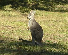 tourist route 33 nsw