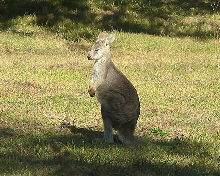 A Wallaby caught praying in Wollombi