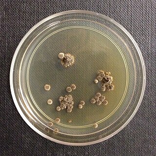 <span class="mw-page-title-main">Wallemiomycetes</span> Class of fungi