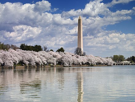 The Washington Monument, seen across the Tidal Basin during 2007's National Cherry Blossom Festival
