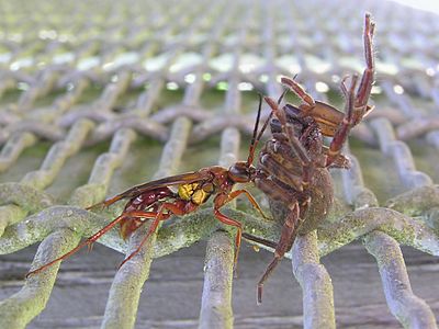 Pompilidae & spider