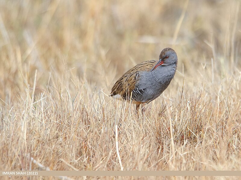 File:Water Rail (Rallus aquaticus) (53468587426).jpg