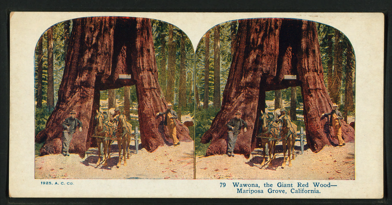 File:Wawona, the Giant Red Wood, Mariposa Grove, California, by A.C. Co..png