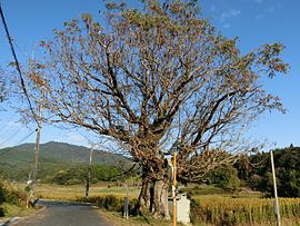 Wax tree in Syukui.jpg