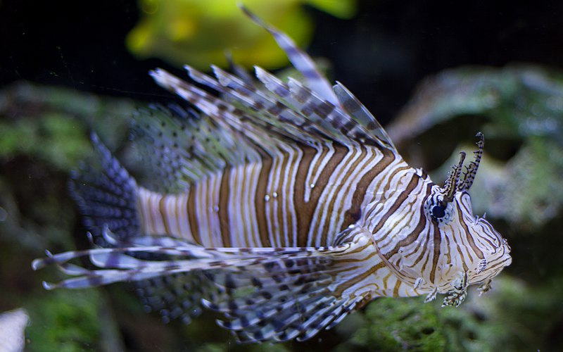 File:Webysther 20150719173810 - Lionfish.jpg