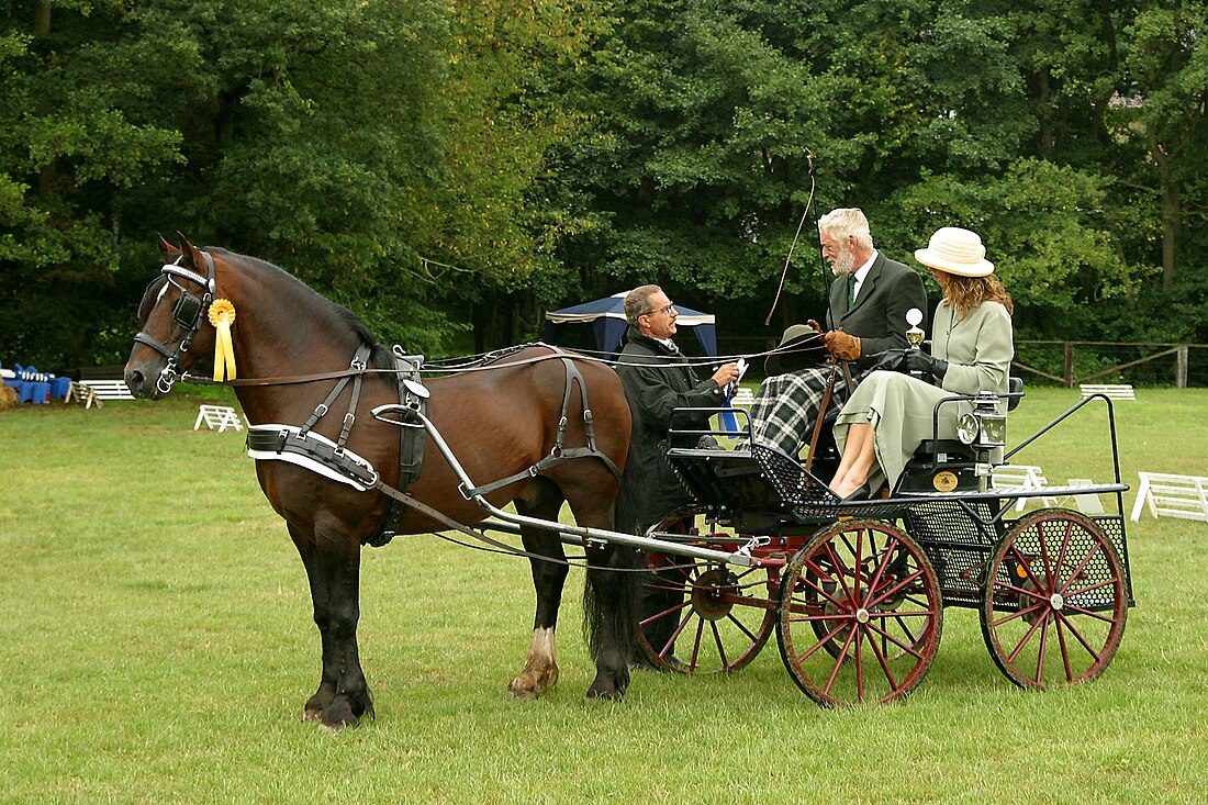 Welsh Cob