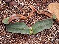Welwitschia mirabilis, Welwiczja przedziwna, 2023-04-02
