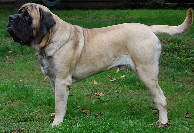 largest english bull mastiff