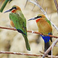 White-fronted bee-eaters in a U.S. zoo
