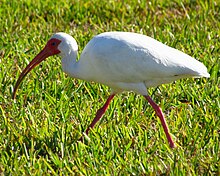 American white ibis White Ibis, Venice, FL.jpg