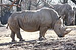 Vignette pour Rhinocéros blanc du Sud