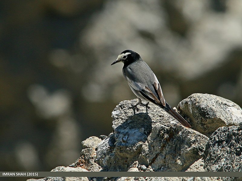 File:White Wagtail (Motacilla alba) (23493738240).jpg