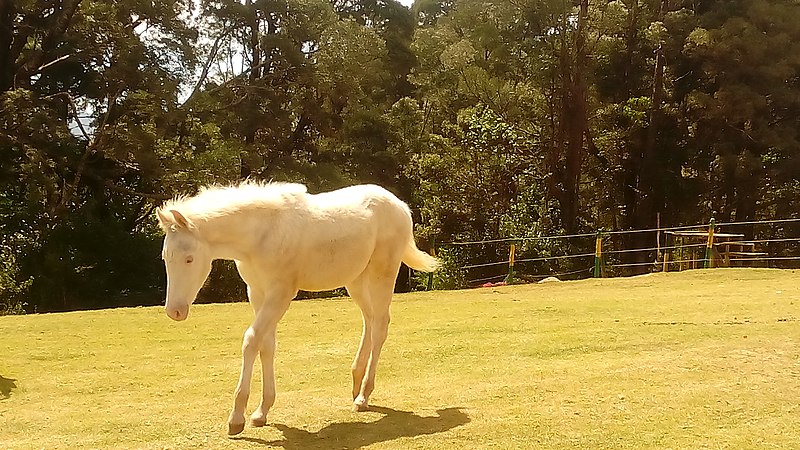 File:White pony.jpg