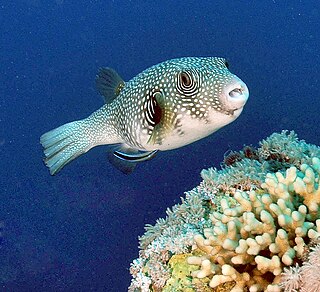 White-spotted puffer species of fish