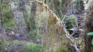 <i>Wijkia</i> Genus of mosses