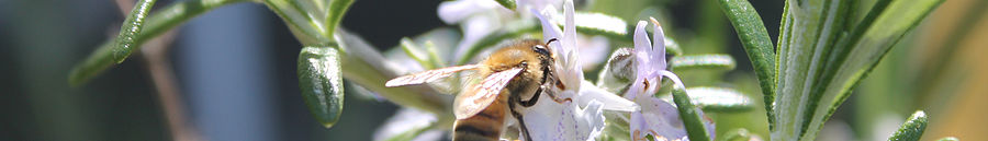 Wikivoyage page banner bee.jpg