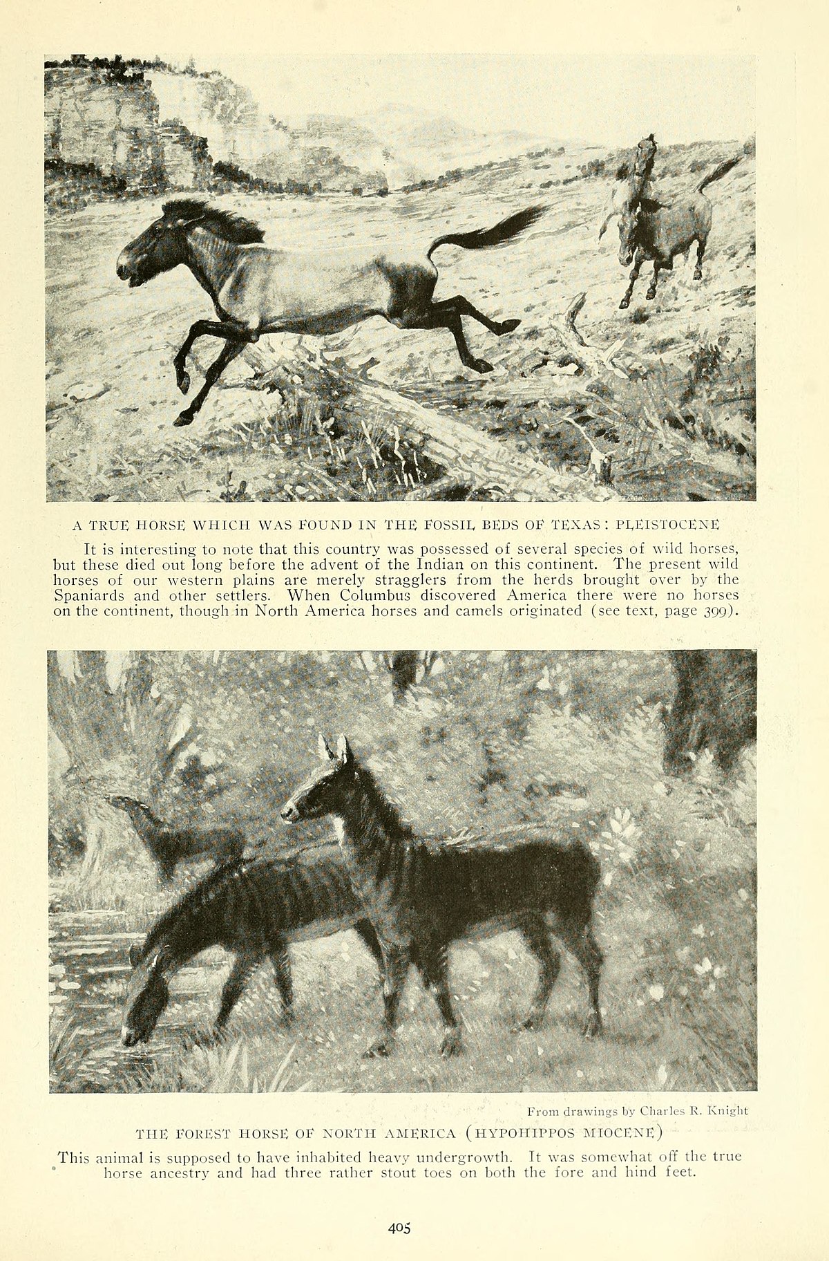 My kingdom for a horse! - Biodiversity Heritage Library