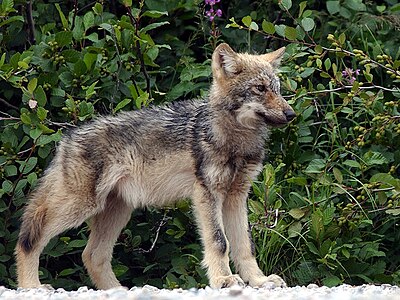 Wolf Puppy In North Of Quebec (56967632) edit (clipped, zoomed 200%, sharpened).jpg