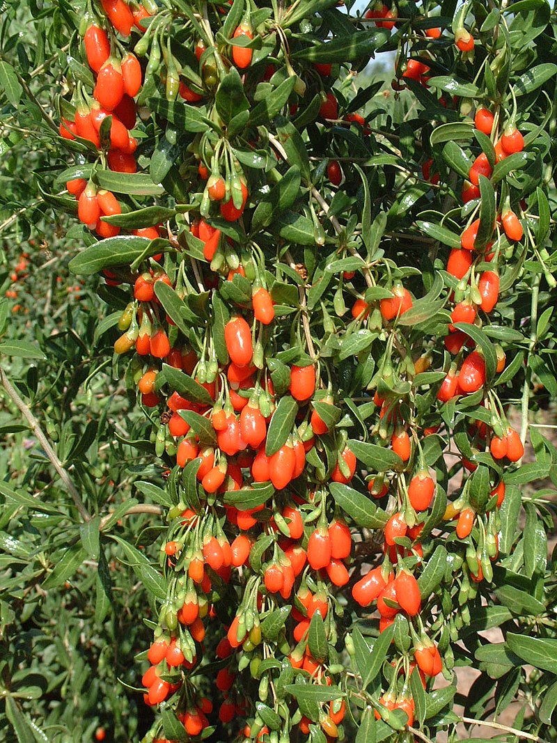 Goji Berry Plant Fertilization