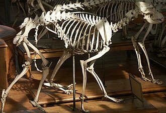 Skeleton of a wolf-dog hybrid from the Museum national d'histoire naturelle Wolfhybridskeleton.jpg