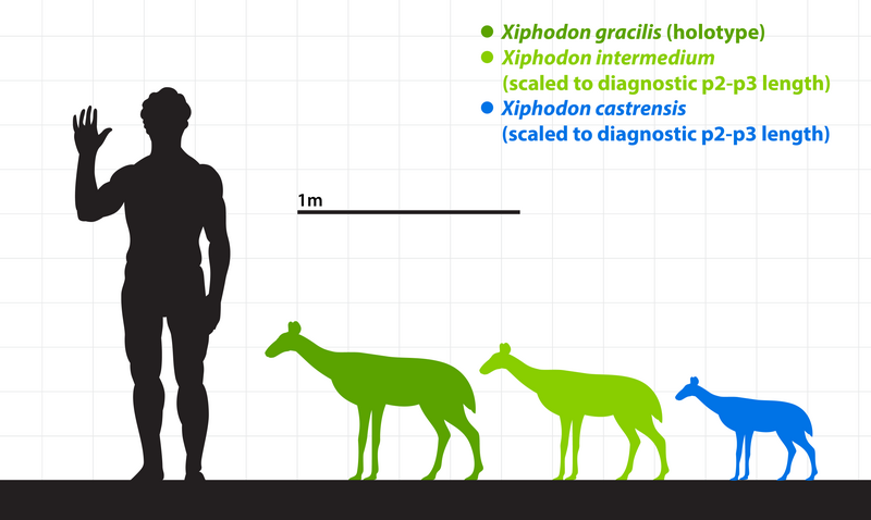 File:Xiphodon size comparison.png