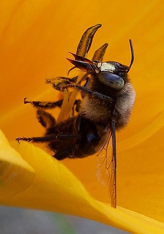 <i>Xylocopa tabaniformis</i> Species of bee