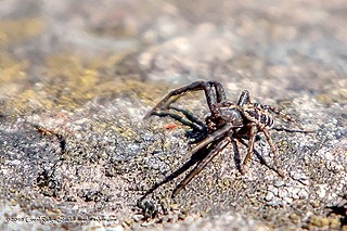 <i>Xysticus emertoni</i> Species of spider