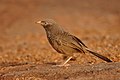 * Nomination Yellow-billed Babbler in Daroji, Karnataka, India --Shankar Raman 15:05, 21 July 2017 (UTC) * Promotion Good quality. --Poco a poco 15:20, 21 July 2017 (UTC)