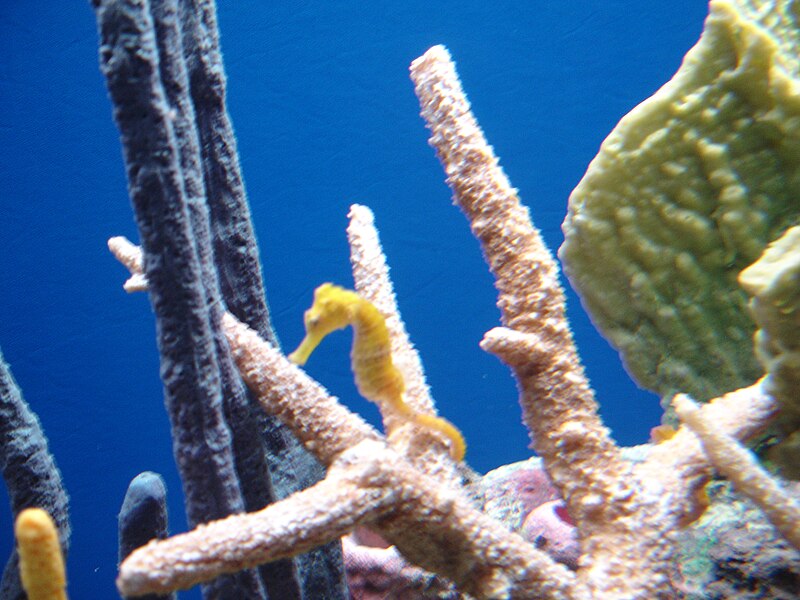 File:Yellow seahorse in aquarium.jpg