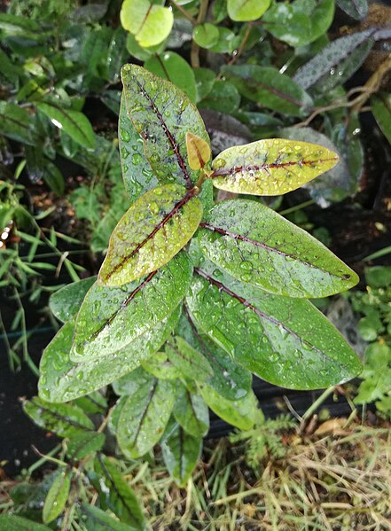 File:Young Diospyros egrettarum leaves - Endemika 3.jpg