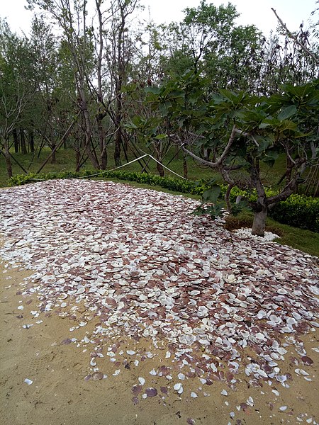 ไฟล์:Zhengzhou Garden Expo Park Weihai garden's shell.jpg