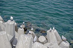 رفتار مرغان دریایی نوروزی یا یاعو در کشور عمان، شهر مسقط، ساحل دریای عمان - عکس مصطفی معراجی 10.jpg