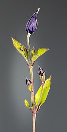  Buds and young leaves