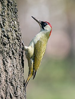 Pica-pau-verde (Picus viridis) no Parque Central de Cultura e Recreação, Tchernivtsi, Ucrânia. O pica-pau-verde habita grande parte da Europa e do Sudoeste Asiático. A zona de floresta de coníferas boreais no norte e as estepes e semidesertos no sul da área de distribuição são povoados apenas marginalmente. Esta ave procura seu alimento quase que exclusivamente no chão, picando árvores muito menos do que os outros pica-paus. De todos os pica-paus da Europa Central, o pica-pau-verde é o mais especializado em formigas terrestres. Ele as pega em seus túneis com sua língua de 10 centímetros de comprimento, que termina em uma ponta com farpas. (definição 3 713 × 3 713)