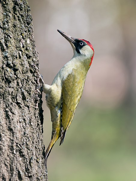 图为欧洲绿啄木鸟(Picus viridis)，摄于乌克兰切尔诺夫策的中央文化休闲公园。