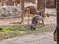 จิงโจ้ สวนสัตว์เชียงใหม่ Kangaroo in Chiang Mai Zoo (12).jpg
