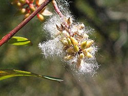 雲南柳 Salix cavaleriei -麗江黑龍潭公園 Lijiang, China- (9240281258).jpg